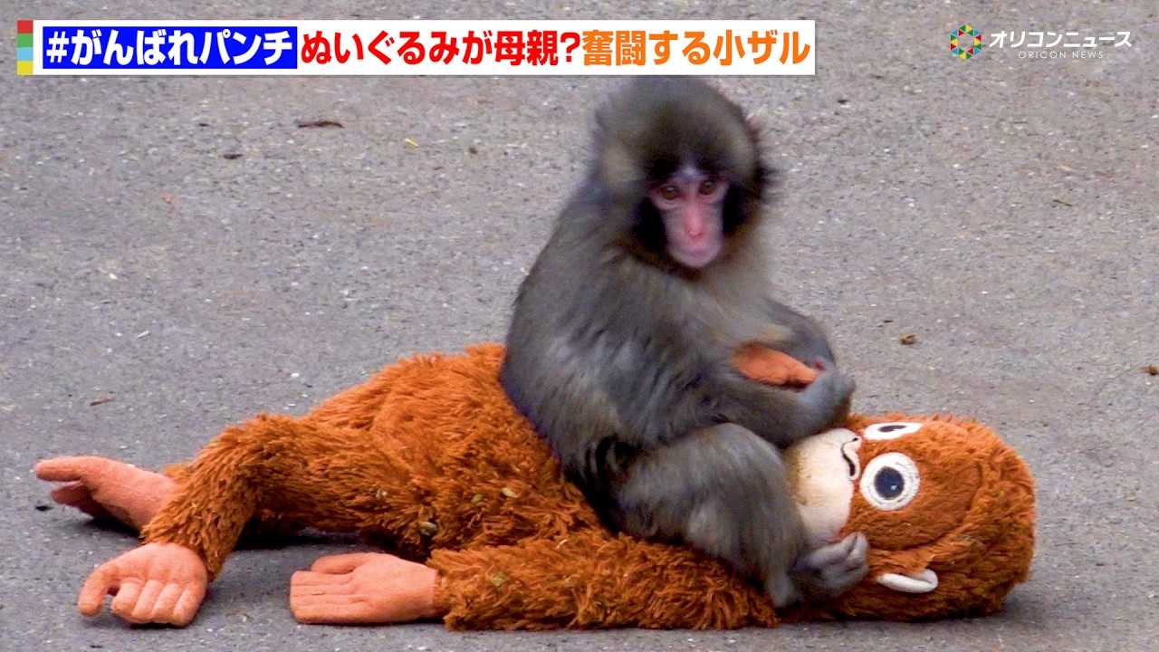 #����΂�p���` �ʂ�����݂���e����?�Q��ɓ�������ƕ�������l�H�M��̏��U��