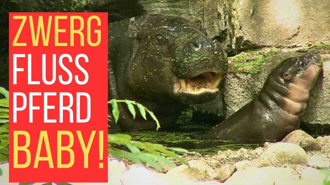 Zwergflusspferd-Baby „Brötchen“ erobert den Zoo Berlin: Der erste Auftritt vom süßen Hippo-Baby!