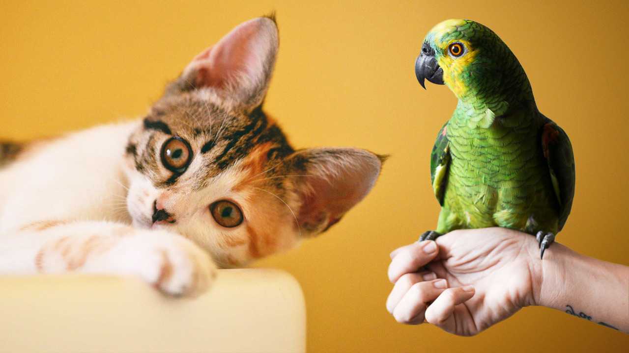 Här är Sveriges vanligaste husdjur